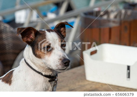 碼頭邊的小狗 動物 狗狗 漁人碼頭 犬 碼頭邊的小狗 動物 狗狗 漁人碼頭 犬 65606379