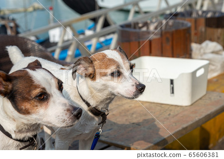 碼頭邊的小狗 動物 狗狗 漁人碼頭 犬 碼頭邊的小狗 動物 狗狗 漁人碼頭 犬 65606381