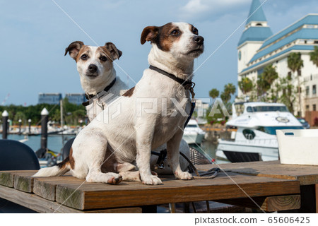 碼頭邊的小狗 動物 狗狗 漁人碼頭 犬 65606425