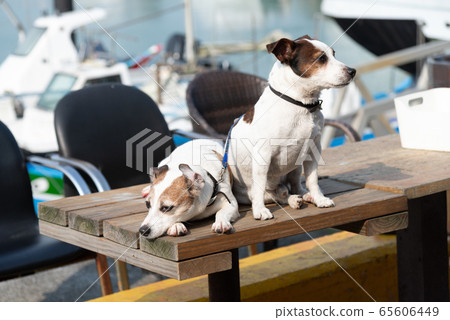 碼頭邊的小狗 動物 狗狗 漁人碼頭 犬 65606449