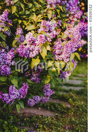 Purple lilac blossoms blooming in springtime 65606582