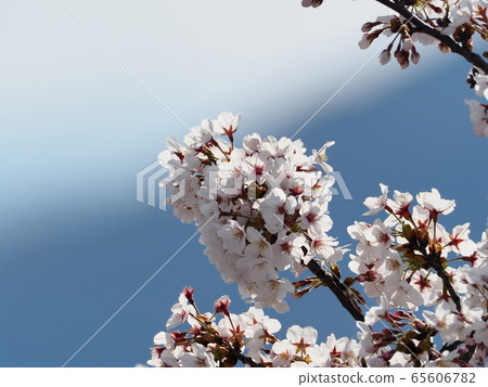 Cherry blossom, cherry tree, yoshino cherry 65606782