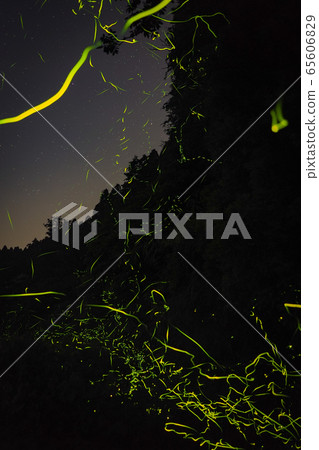 Light spots of fireflies and northern stars 65606829
