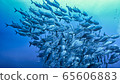 Jackfish herd 65606883