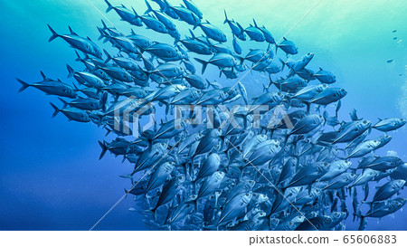 Jackfish herd Jackfish herd 65606883