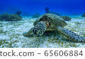 Turtle eating 65606884