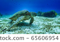 turtle 65606954