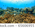 Beautiful underwater view 65606955