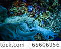 Giant scorp fish 65606956