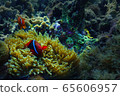 Cute nemo 65606957
