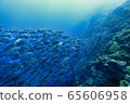 Jackfish herd 65606958