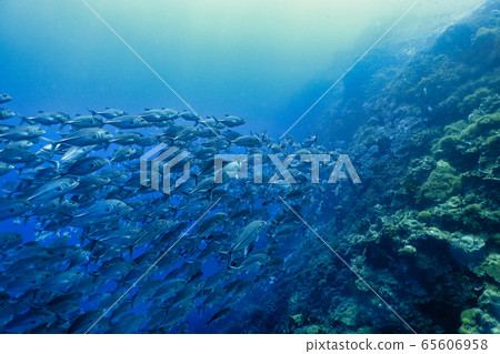 Jackfish herd Jackfish herd 65606958
