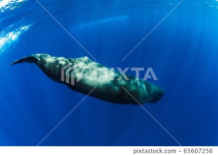 Sperm whales swimming underwater in blue ocean near Mauritius. 65607256