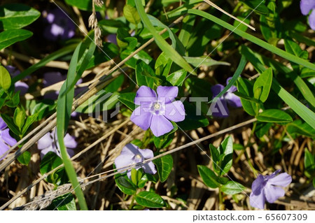 Periwinkle Periwinkle 65607309