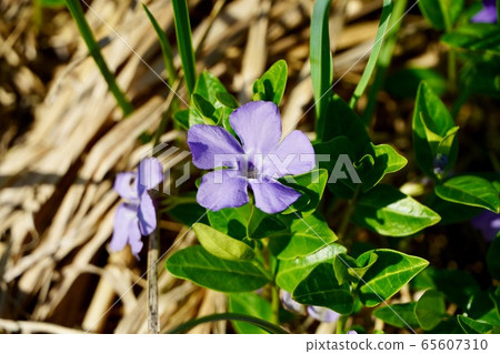 長春花 長春花 65607310