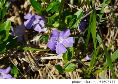 Periwinkle Periwinkle 65607311