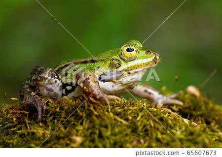 Small edible frog with green skin and big yellow eye in summer nature Small edible frog with green skin and big yellow eye in summer nature 65607673