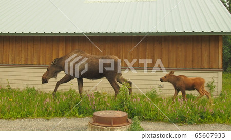 Moose Moose 65607933