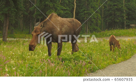 Moose Moose 65607935