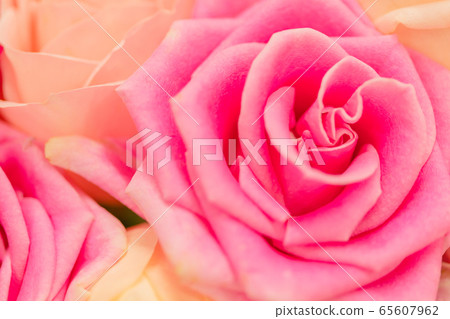 Pink red rose Pink red rose 65607962