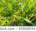 Green grass spring background close up 65608934