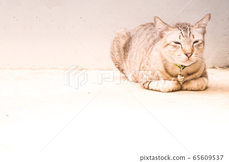 Grey tabby friendly ca cue pett sit keep paw Grey tabby friendly ca cue pett sit keep paw 65609537
