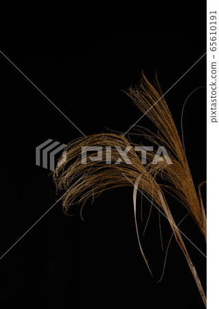 Ear / Withered Susuki 65610191