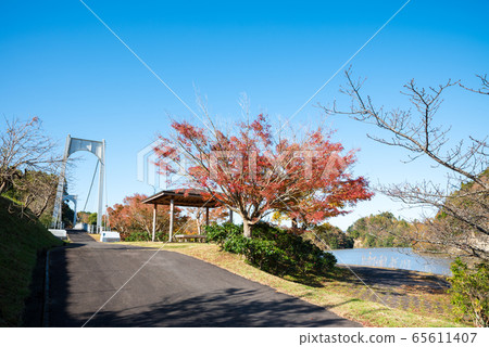Autumn scenery on the shore of Lake Kameyama Autumn (Kusagawara Park, Kimitsu City, Chiba Prefecture) Taken in November 2019 65611407