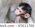 Baby monkey hiding and sucking mother's chest 65611766