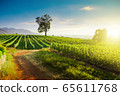 Beautiful sunny day at grape plantation in Greece 65611768