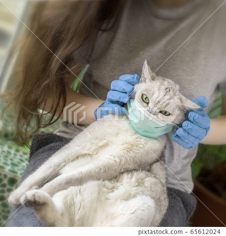 Cat in disposable medical mask in the hands of unrecognizable girl in protective gloves. Concept personal protection, infection, allergy and quarantine 65612024