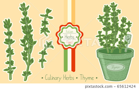 Food and culinary herb Thyme Food and culinary herb Thyme 65612424