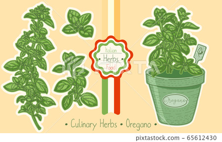 Food and culinary herb Oregano Food and culinary herb Oregano 65612430