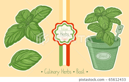Food and culinary herb Basil Food and culinary herb Basil 65612433