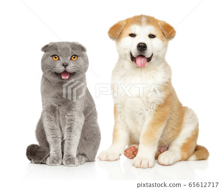 do akitas get along with cats