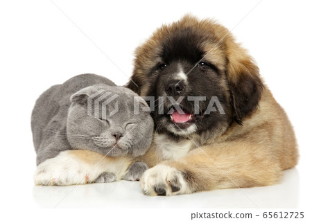 Cat and Caucasian Shepherd puppy playing 65612725