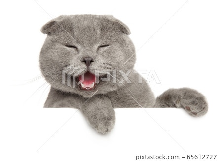 Scottish fold cat above banner, isolated 65612727