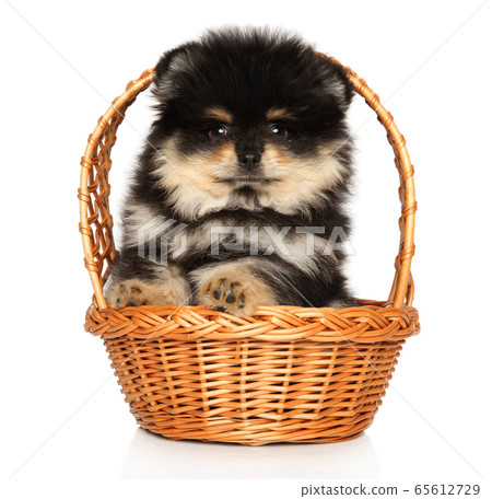 Spitz puppy in wicker basket on white background Spitz puppy in wicker basket on white background 65612729