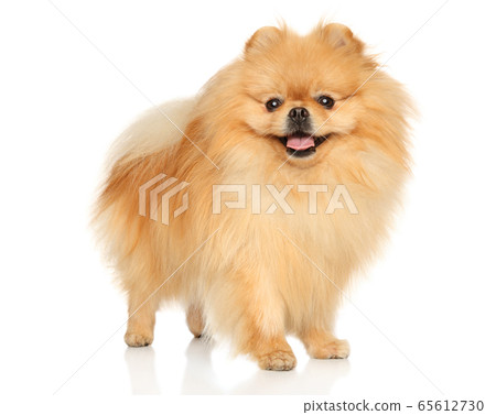 Happy Pomeranian on a white background Happy Pomeranian on a white background 65612730