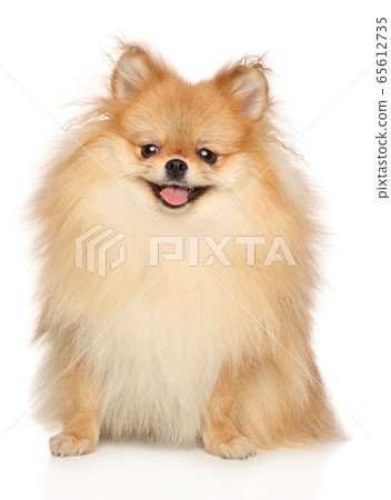 Pomeranian Spitz on white backround Pomeranian Spitz on white backround 65612735