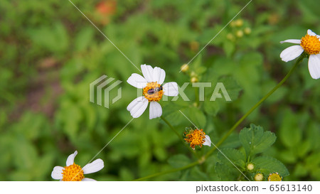 Honey bees pollinating on flower in the garden. Honey bees pollinating on flower in the garden. 65613140
