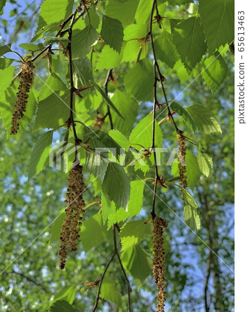 A branch of the blossoming birch in the spring in A branch of the blossoming birch in the spring in 65613463