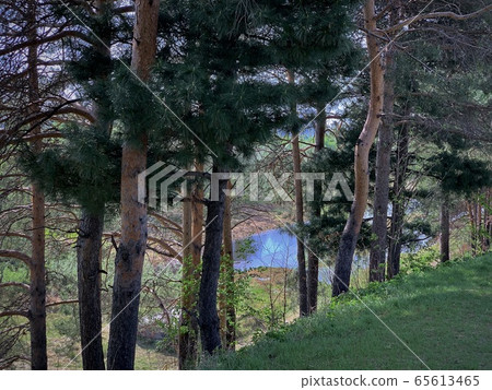 View from behind the trunks of pines on the river View from behind the trunks of pines on the river 65613465