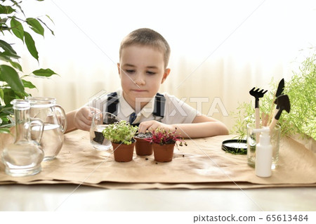 The child is busy planting micro greens in small The child is busy planting micro greens in small 65613484