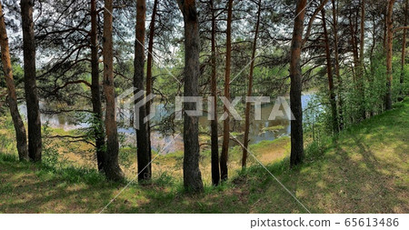 A panoramic image of taiga terrain, trunks of A panoramic image of taiga terrain, trunks of 65613486