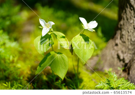 Ooba nano enlivis Ooba nano enlivis 65613574