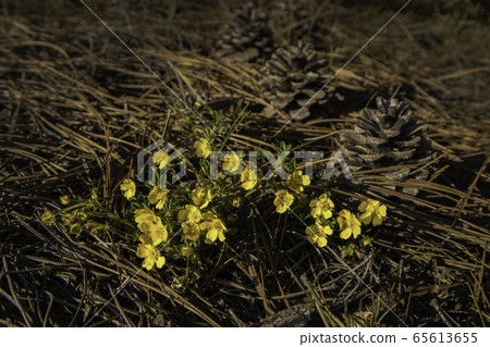 Eranthis hyemalis. Spring flowers. Cones in the forest. 65613655