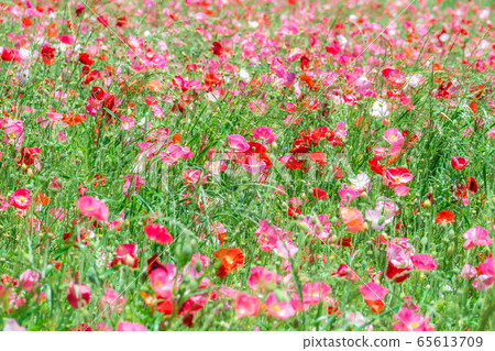 Hinageshi One-sided Hinageshi Field [Aichi Prefecture] 65613709