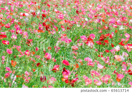 Hinageshi One-sided Hinageshi Field [Aichi Prefecture] 65613714