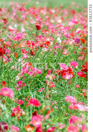 Hinageshi One-sided Hinageshi Field [Aichi Prefecture] 65613733